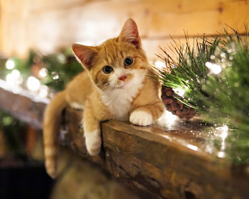 Orange Tabby Kitten — Cozy