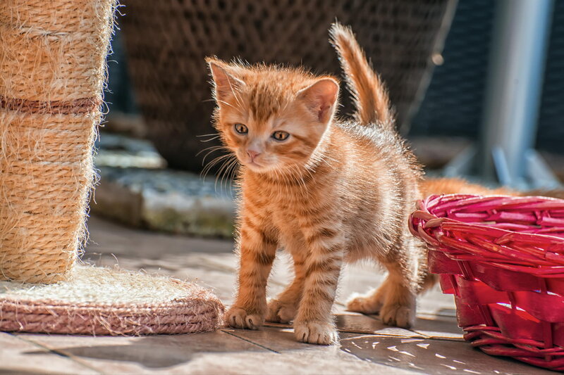 Orange Tabby Kitten — Curious, Afternoon, Photograph, Cat Tree