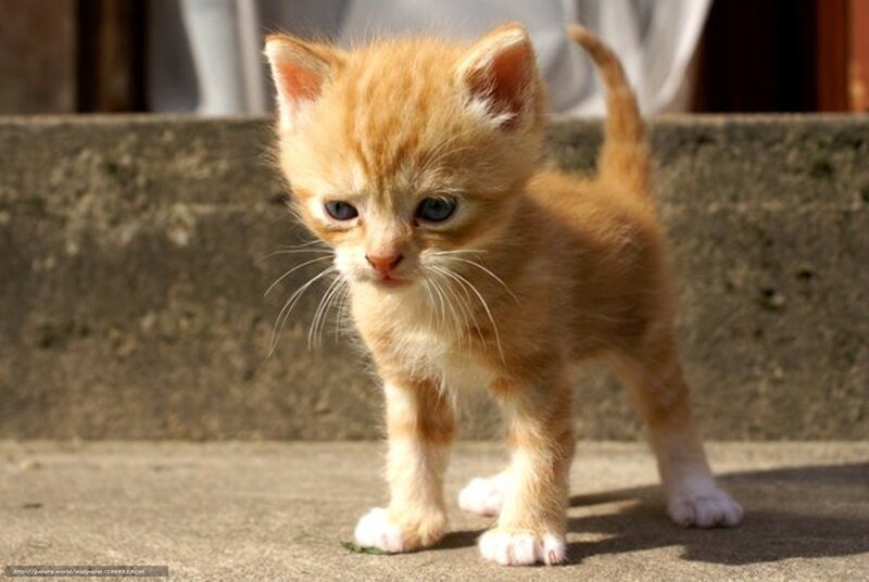 Orange Tabby Kitten — Curious, Afternoon, Photograph, Concrete Surface
