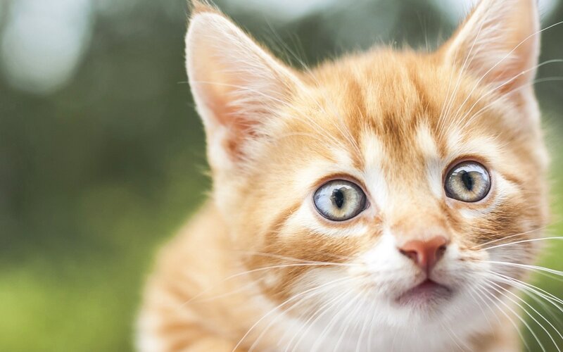 Orange Tabby Kitten — Curious, Afternoon, Photograph, Eyes