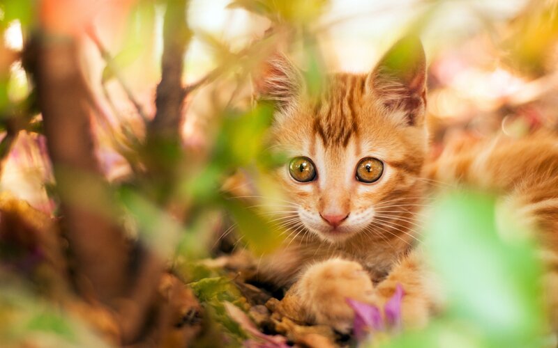 Orange Tabby Kitten — Curious, Afternoon, Photograph, Leaves
