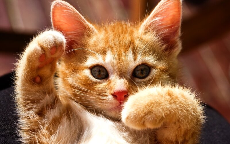 Orange Tabby Kitten — Curious, Afternoon, Photograph, Paws