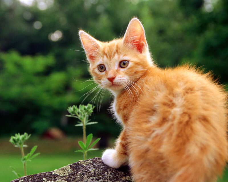 Orange Tabby Kitten — Curious, Afternoon, Photograph, Rock