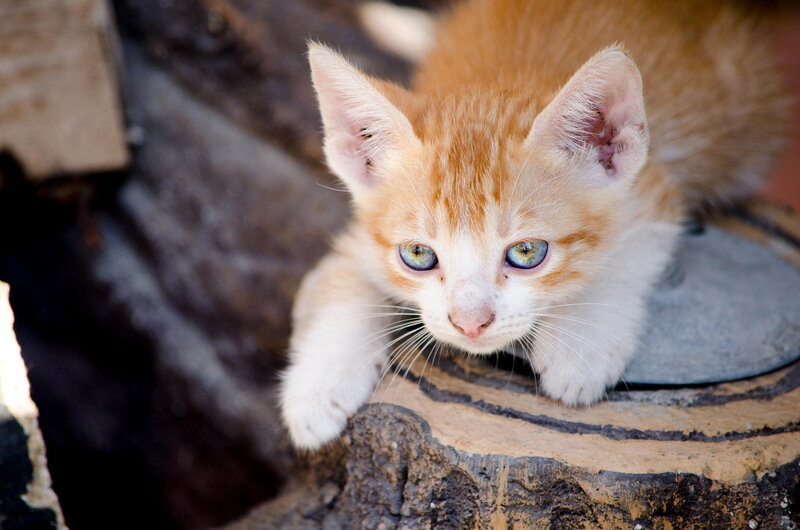 Orange Tabby Kitten — Curious, Afternoon, Photograph, Rock, Tree Stump