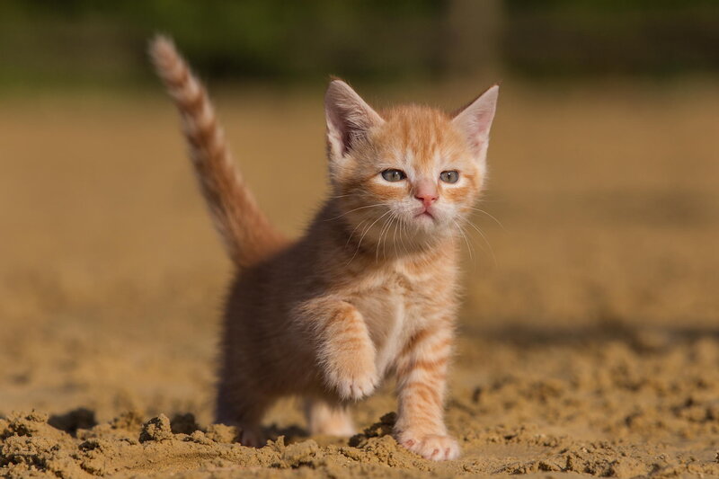Orange Tabby Kitten — Curious, Afternoon, Photograph, Sand