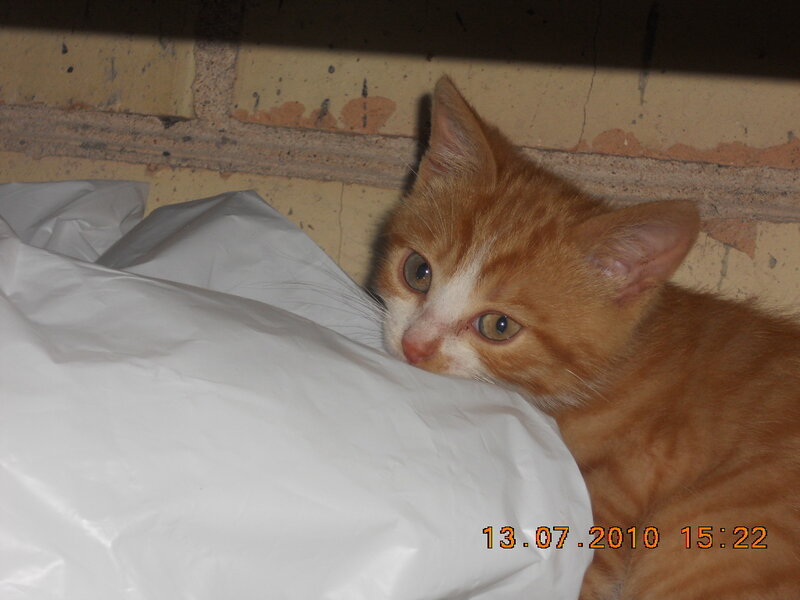 Orange Tabby Kitten — Curious, Afternoon, Photograph