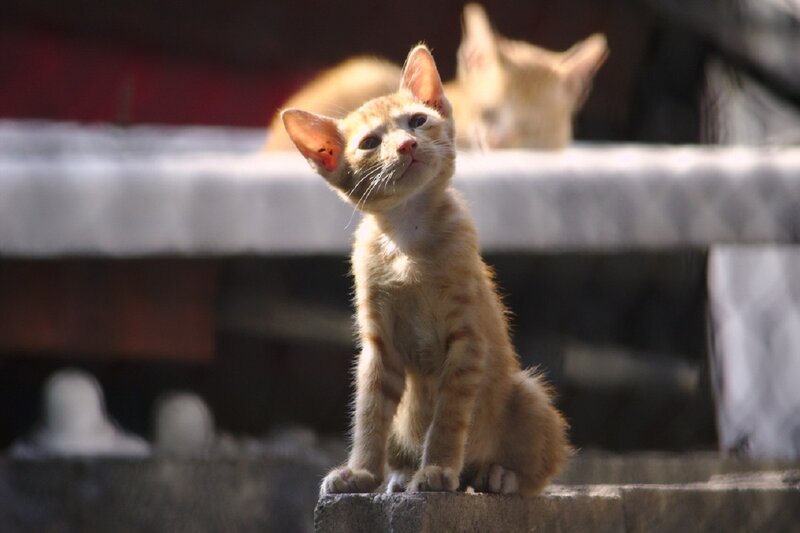 Orange Tabby Kitten — Curious, Afternoon, Photograph, Wall