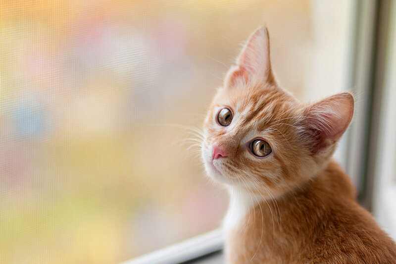 Orange Tabby Kitten — Curious, Afternoon, Photograph, Window