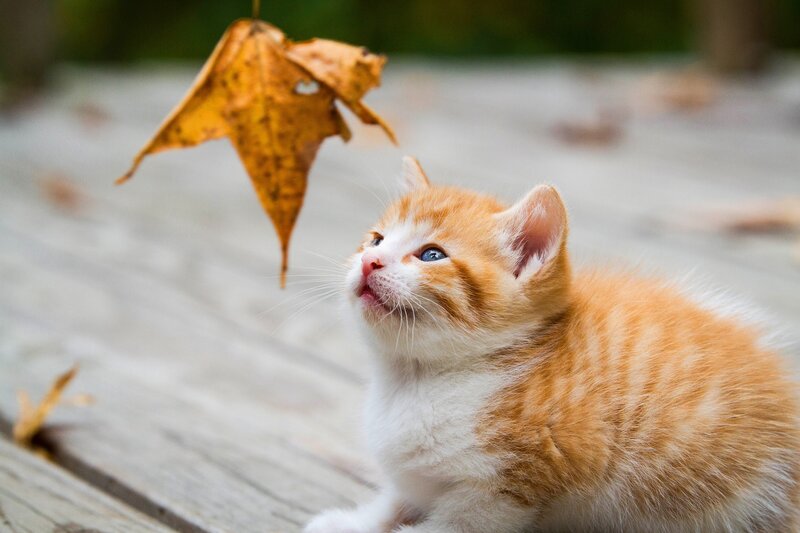 Orange Tabby Kitten — Curious, Autumn