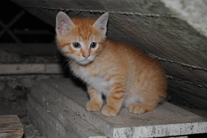Orange Tabby Kitten — Curious, Night