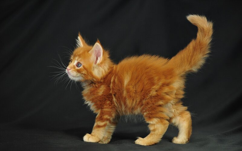 Orange Tabby Kitten — Curious, Photograph, Black Background