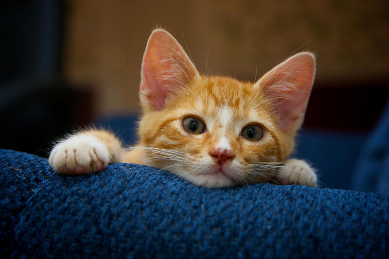 Orange Tabby Kitten — Curious, Photograph, Blue Fabric