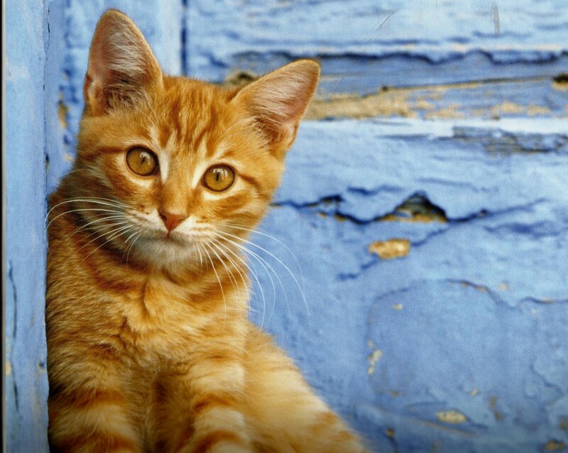 Orange Tabby Kitten — Curious, Photograph, Blue Wall