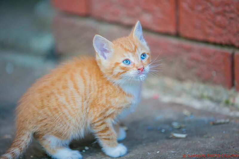 Orange Tabby Kitten — Curious, Photograph, Brick Wall