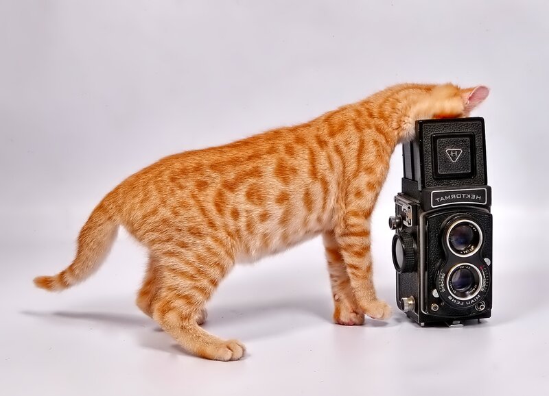 Orange Tabby Kitten — Curious, Photograph, Camera