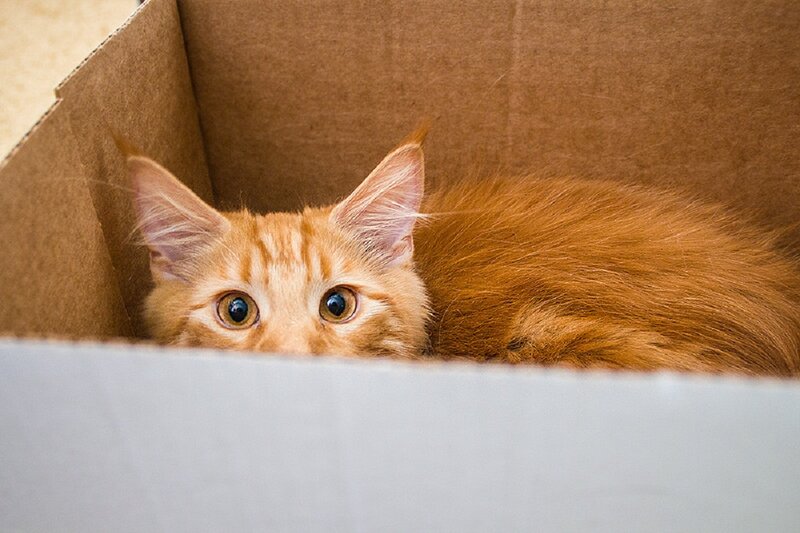Orange Tabby Kitten — Curious, Photograph, Cardboard Box