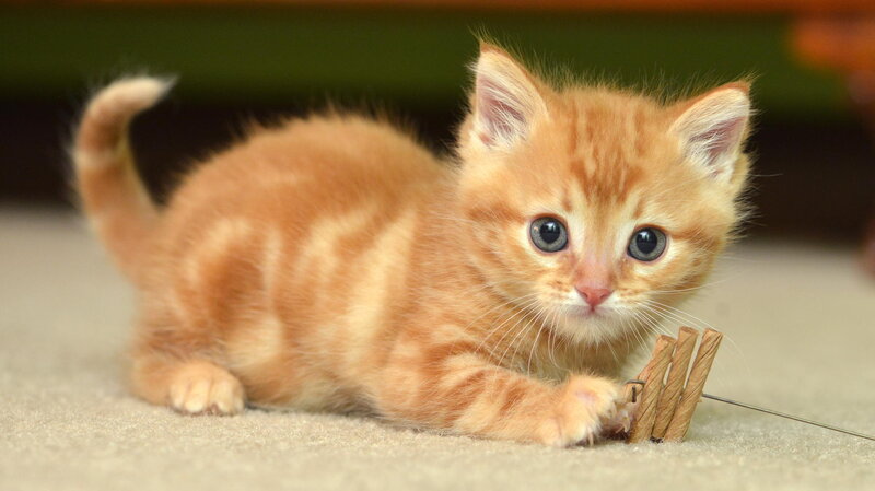 Orange Tabby Kitten — Curious, Photograph, Carpet