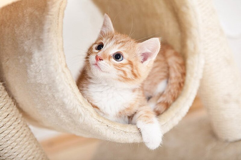 Orange Tabby Kitten — Curious, Photograph, Cat Bed
