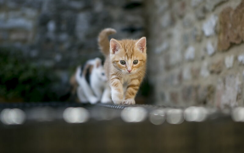 Orange Tabby Kitten — Curious, Photograph, Cat