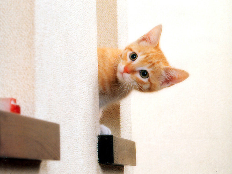 Orange Tabby Kitten — Curious, Photograph, Cat Tree