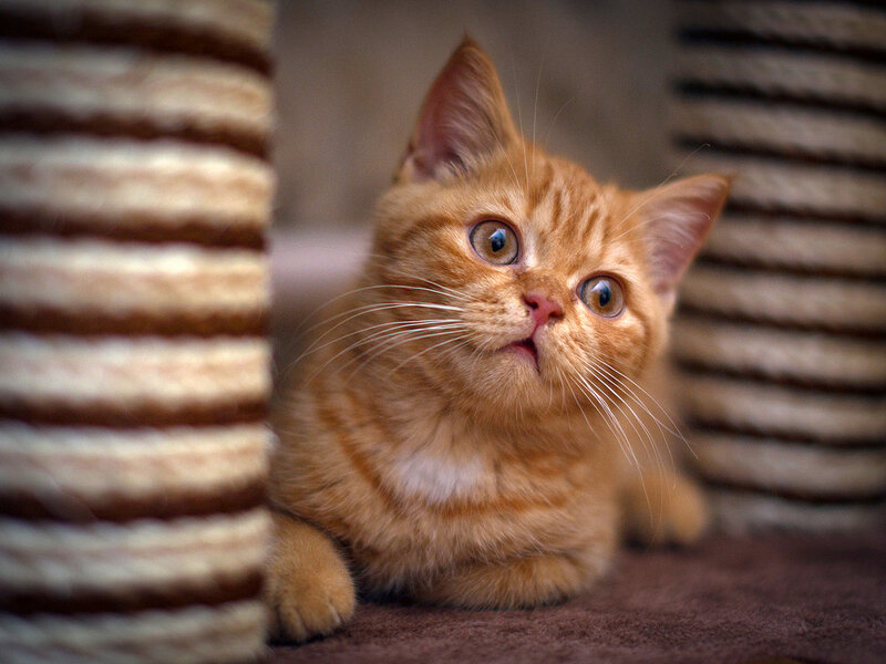 Orange Tabby Kitten — Curious, Photograph, Cat Tree, Whiskers