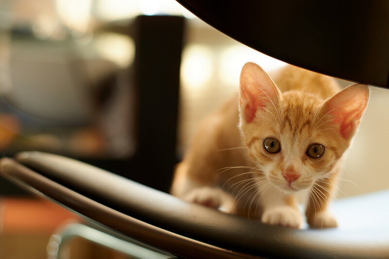 Orange Tabby Kitten — Curious, Photograph, Chair