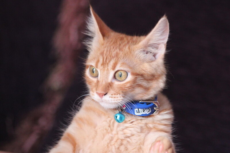 Orange Tabby Kitten — Curious, Photograph, Collar