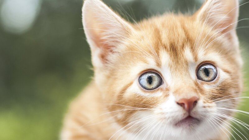 Orange Tabby Kitten — Curious, Photograph, Eyes