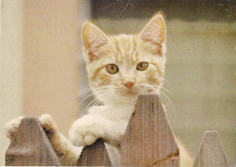 Orange Tabby Kitten — Curious, Photograph, Fence