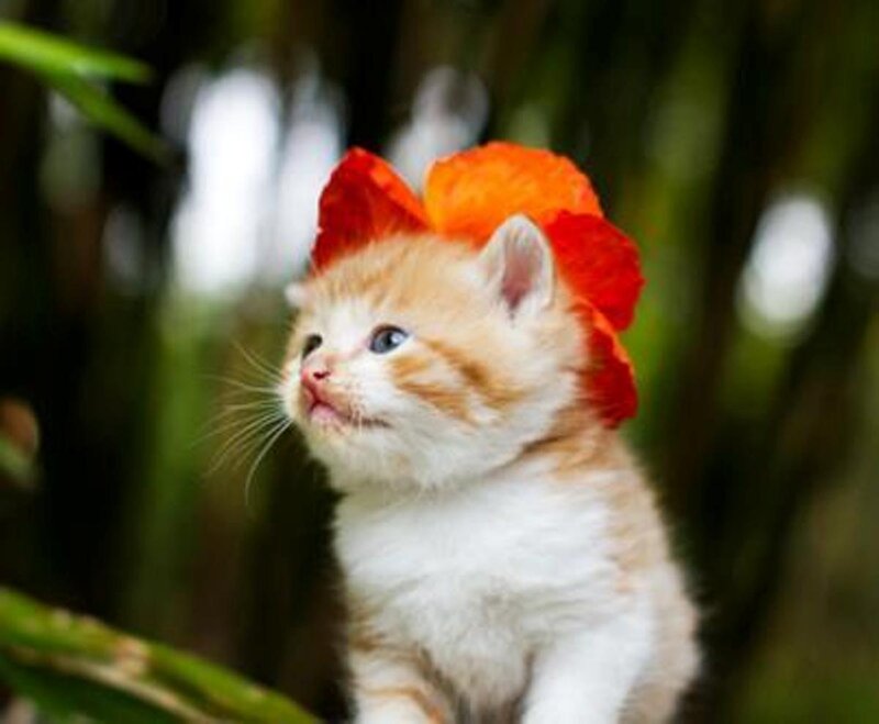 Orange Tabby Kitten — Curious, Photograph, Flower