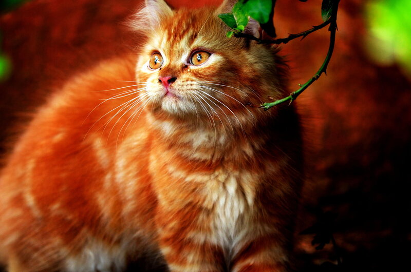 Orange Tabby Kitten — Curious, Photograph, Green Leaf