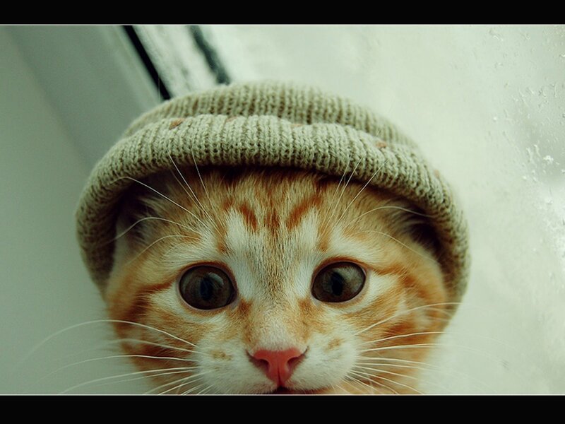 Orange Tabby Kitten — Curious, Photograph, Knit Hat