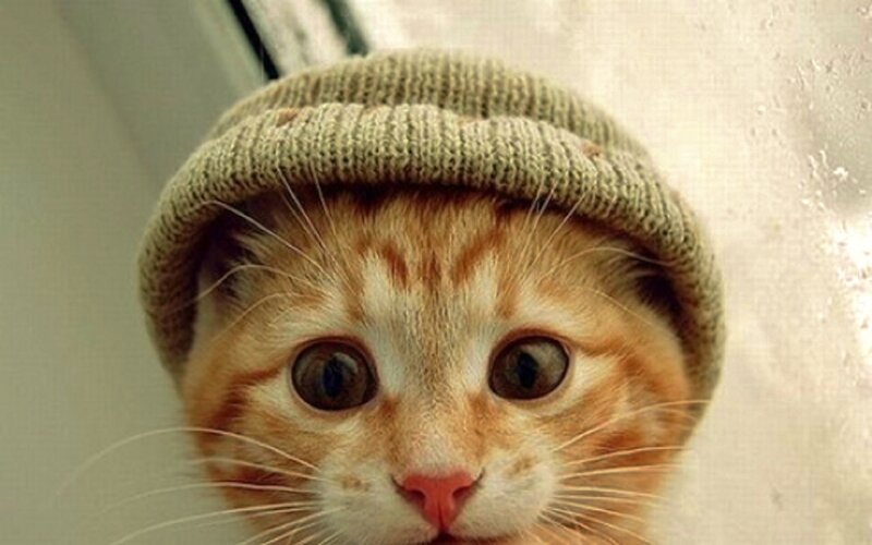 Orange Tabby Kitten — Curious, Photograph, Knit Hat, Window