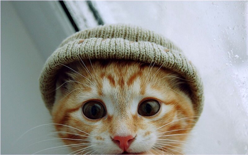 Orange Tabby Kitten — Curious, Photograph, Knit Hat, Window, White
