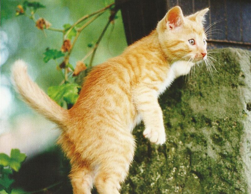Orange Tabby Kitten — Curious, Photograph, Mossy Wall