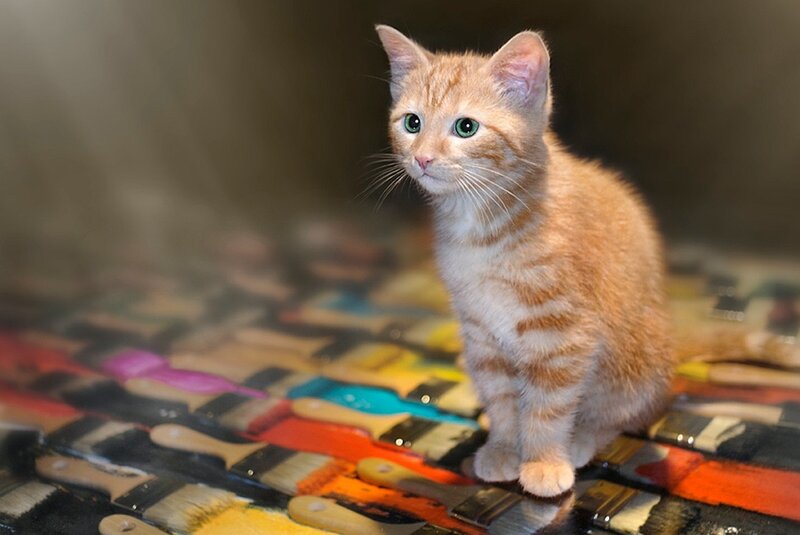 Orange Tabby Kitten — Curious, Photograph, Paintbrushes, Colorful Surface
