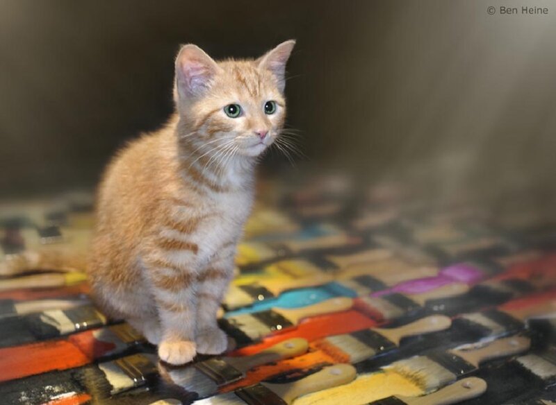 Orange Tabby Kitten — Curious, Photograph, Paintbrushes