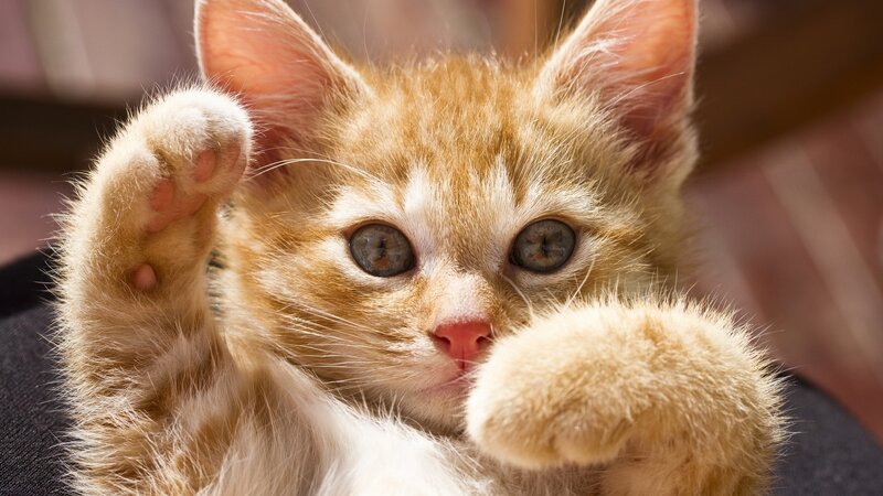 Orange Tabby Kitten — Curious, Photograph, Paws