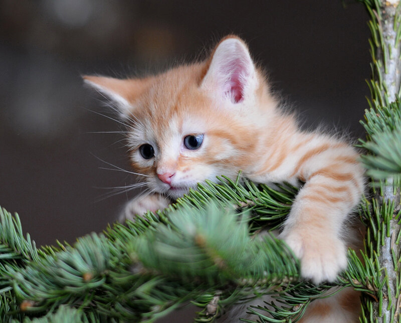 Orange Tabby Kitten — Curious, Photograph, Pine Branch