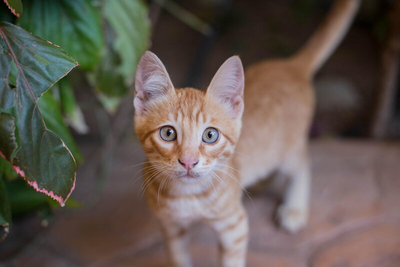 Orange Tabby Kitten — Curious, Photograph, Plant