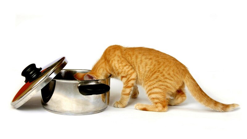 Orange Tabby Kitten — Curious, Photograph, Pot, Lid