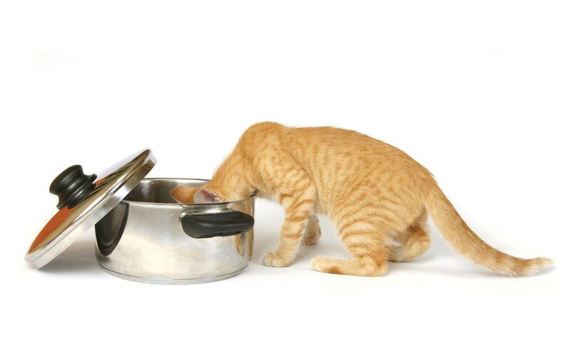 Orange Tabby Kitten — Curious, Photograph, Pot, Lid, White Background