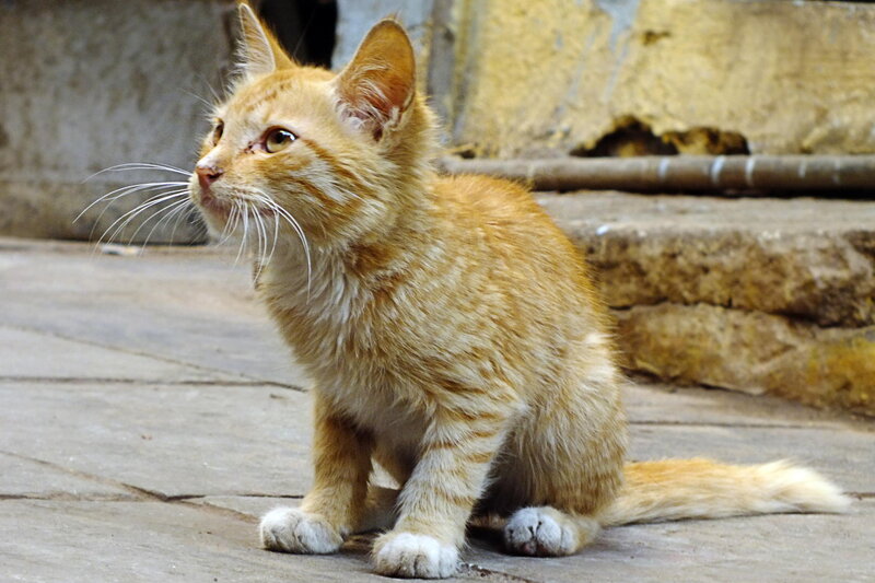 Orange Tabby Kitten — Curious, Photograph, Stone Steps