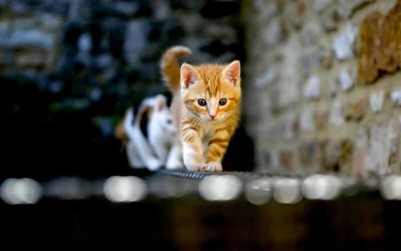 Orange Tabby Kitten — Curious, Photograph, Stone Wall