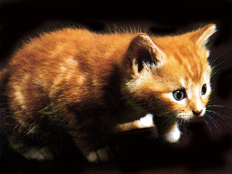 Orange Tabby Kitten — Curious, Photograph