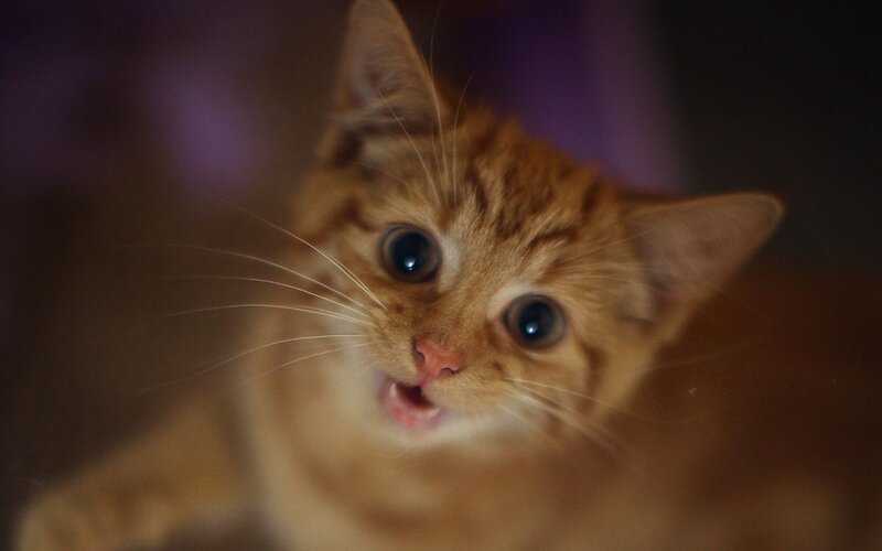 Orange Tabby Kitten — Curious, Photograph, Whiskers, Eyes