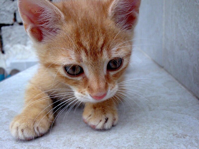 Orange Tabby Kitten — Curious, Photograph, Whiskers, Paws