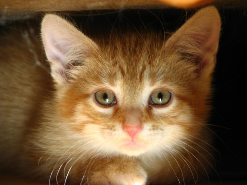 Orange Tabby Kitten — Curious, Photograph, Whiskers
