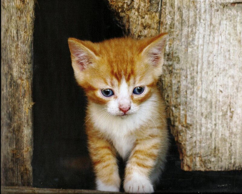 Orange Tabby Kitten — Curious, Photograph, Wooden Structure