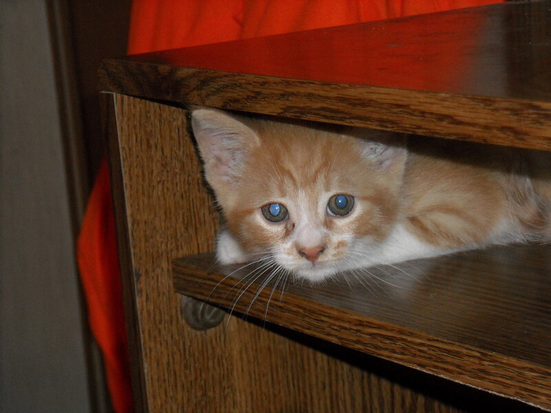 Orange Tabby Kitten — Curious